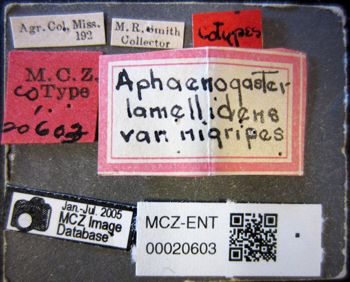 Media type: image;   Entomology 20603 Aspect: labels